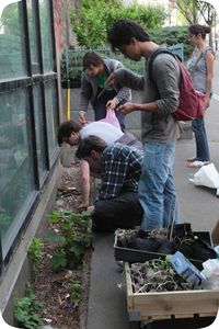 guerilla gardening activsme environnemental