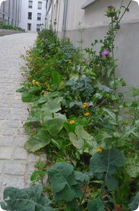 guerilla gardening activisme environnemental